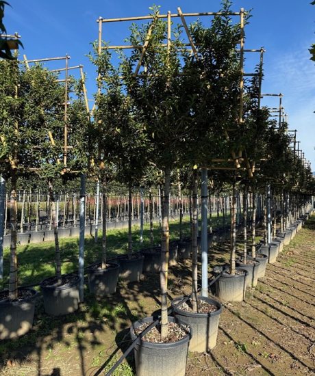Prunus lusitanica Spalier kaufen Portugiesischer Kirschlorbeer