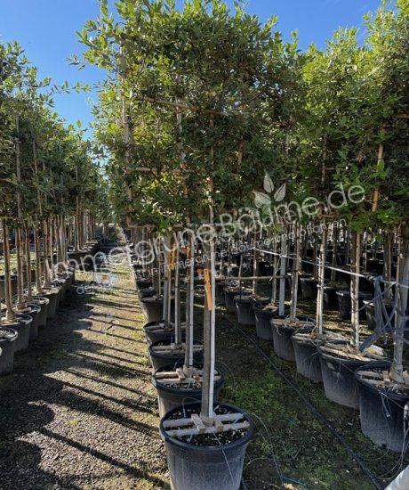 Steineiche Spalierbaum Quercus Ilex