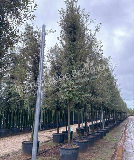 Quercus Ilex Zylinderkrone Steineiche