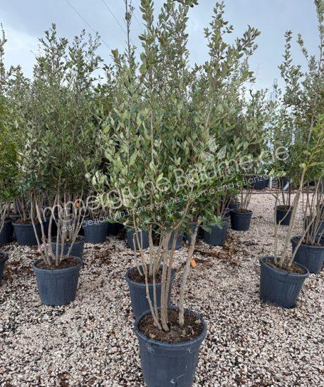 Steineiche Mehrstamm Quercus Ilex