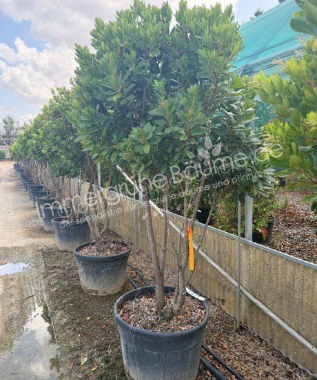 Arbutus unedo Mehrstammig kaufen Erdbeerbaum