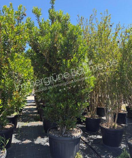 Erdbeerbaum Strauchform kaufen Arbutus unedo