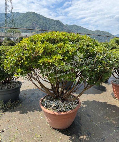 Azalea japonica Mehrstamm kaufen