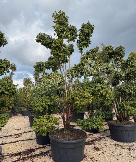 Camelia japonica bonsai kaufen