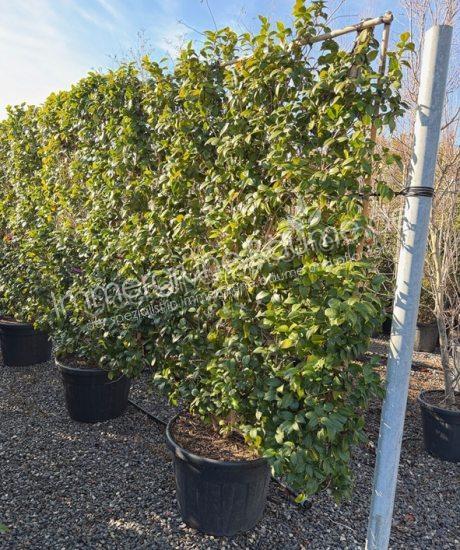  Camelia japonica Bodenspalier kaufen