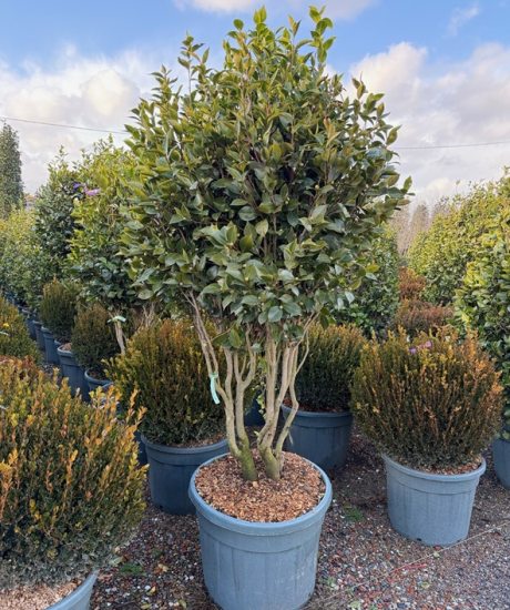 Camelia japonica Mehrstammig kaufen