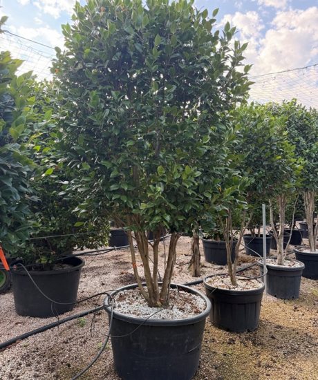 Camelia japonica Mehrstammig kaufen