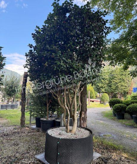 Camelia japonica Mehrstammig kaufen