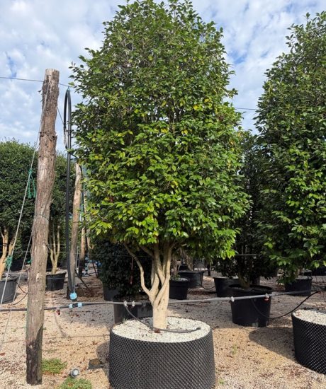 Camelia japonica Mehrstammig kaufen