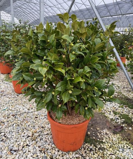  Camelia japonica strauch kaufen Camelia