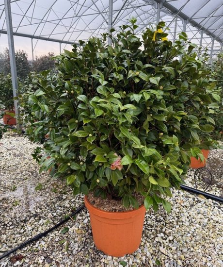  Camelia japonica strauch kaufen Camelia