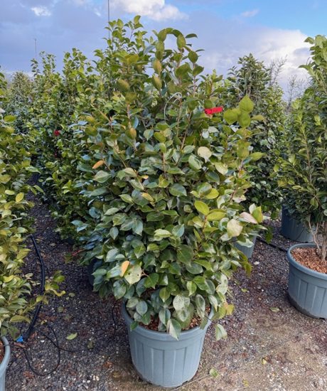  Camelia japonica strauch kaufen Camelia