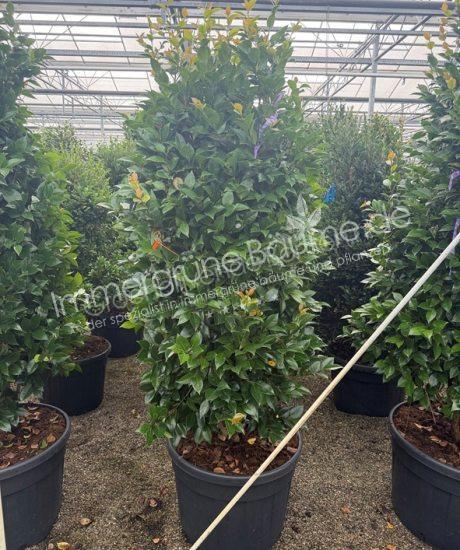 Camelia japonica strauch kaufen Camelia