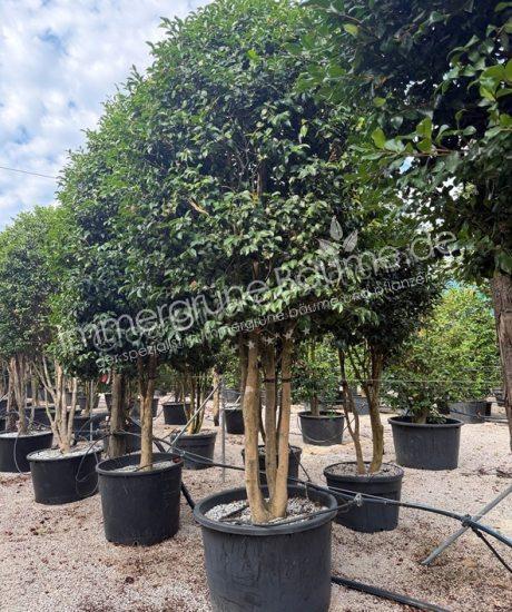 Camelia sasanqua Mehrstammig kaufen