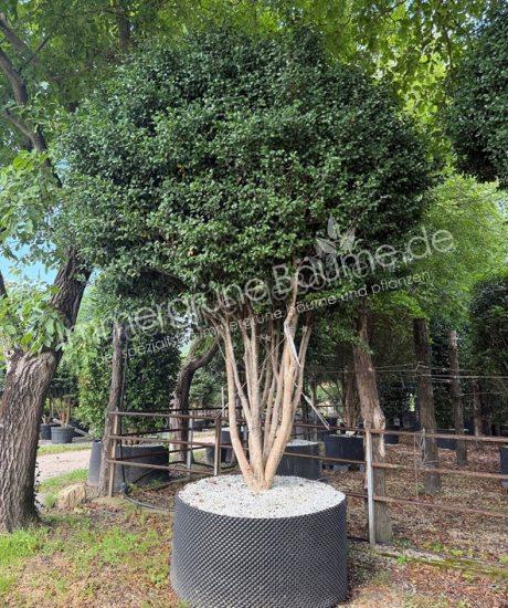 Camelia sasanqua Mehrstammig kaufen