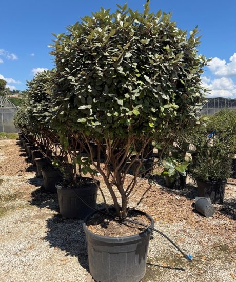 Elaeagnus ebbingei Mehrstamm kaufen Ölweide