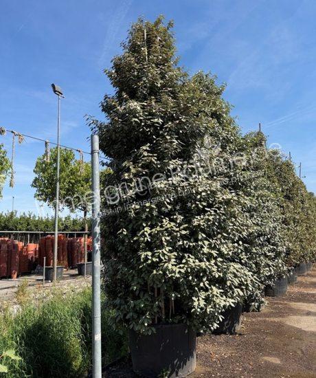 Elaeagnus ebbingei Strauchform Ölweide