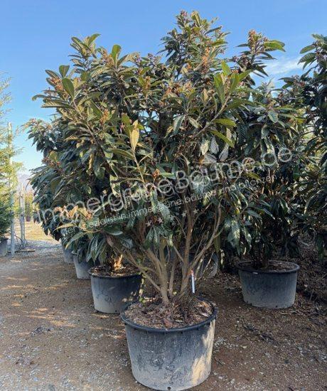 Japanische Wollmispel Mehrstamm kaufen Eriobotrya japonica