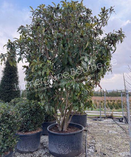 Japanische Wollmispel Mehrstamm kaufen Eriobotrya japonica