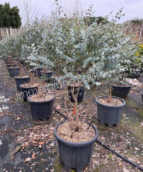 Eucalyptus Mehrstamm kaufen Eucalyptus gunnii 'Azura'