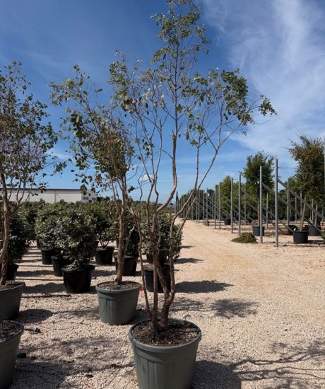 Eucalyptus Mehrstamm kaufen Eucalyptus gunnii 'Azura'