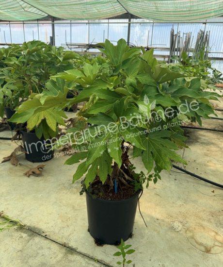 Fatsia japonica - Zimmeraralie kaufen