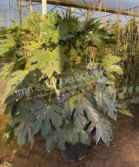 Fatsia japonica - Zimmeraralie kaufen