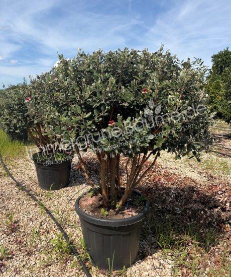 Feijoa sellowiana Mehrstamm kaufen