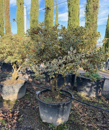 Ilex aquifolium 'Aureomarginata' Mehrstamm kaufen