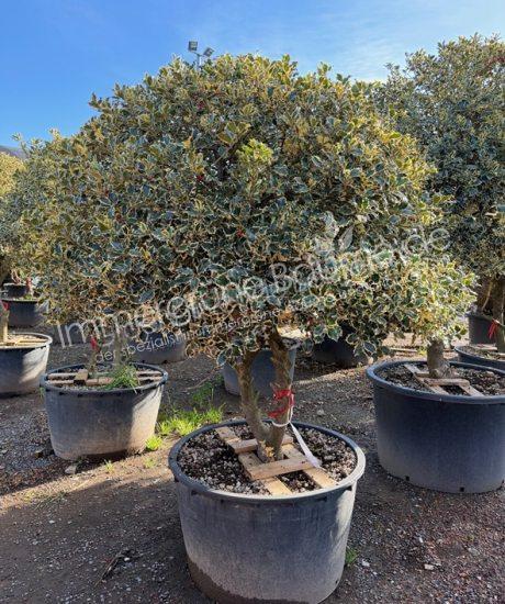 Ilex aquifolium 'Aureomarginata' Mehrstamm kaufen