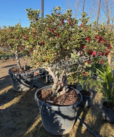 Ilex aquifolium 'Variegatum' Mehrstamm kaufen