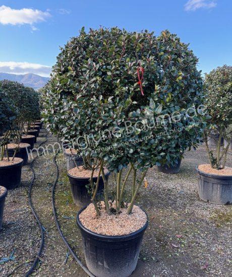 Ilex meserveae 'Blue Prince' Mehrstämmig kaufen