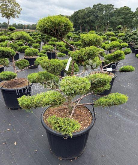 Juniperus media 'Old Gold' bonsai kaufen