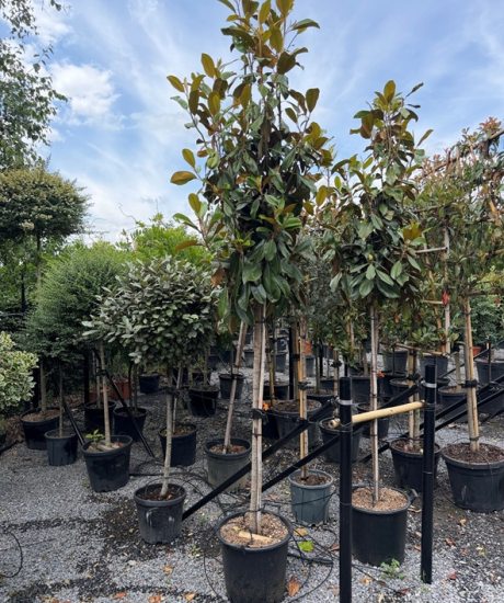Magnolia grandiflora 'Goliath' Kurzstamm kaufen immergrüne Magnolie