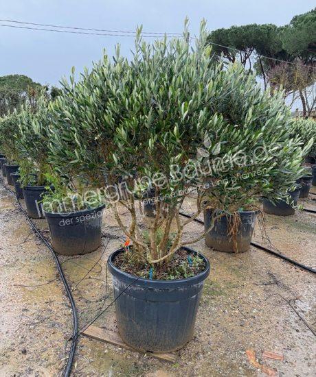 Toskanischer Olivenbaum kaufen