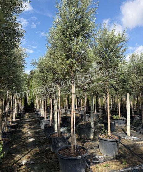 Toskanischer Olivenbaum Hochstamm Olea europaea