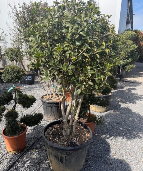 Stachelblättrige Duftblüte kaufen Osmanthus aquifolium