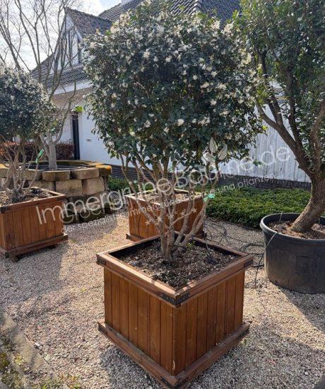 Osmanthus burkwoodii Mehrstamm kaufen Frühlingsduftblüte