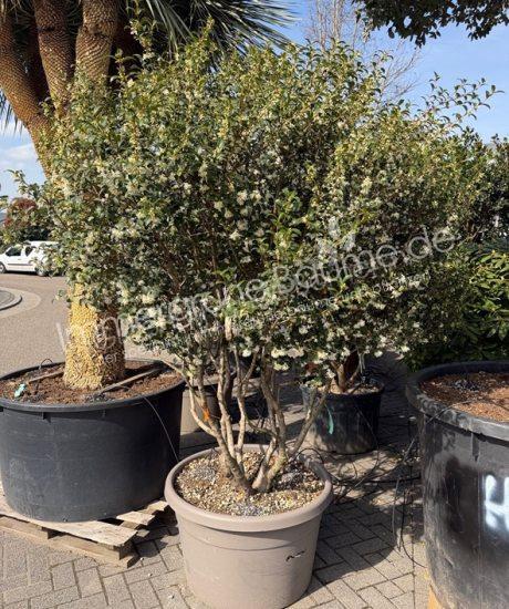 Osmanthus burkwoodii Mehrstamm kaufen Frühlingsduftblüte