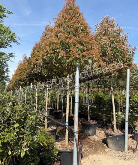 Glanzmispel Hochstamm kaufen Photinia fraseri 'Red Robin'
