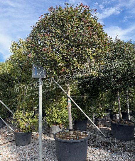 Glanzmispel Hochstamm Photinia fraseri 'Red Robin'