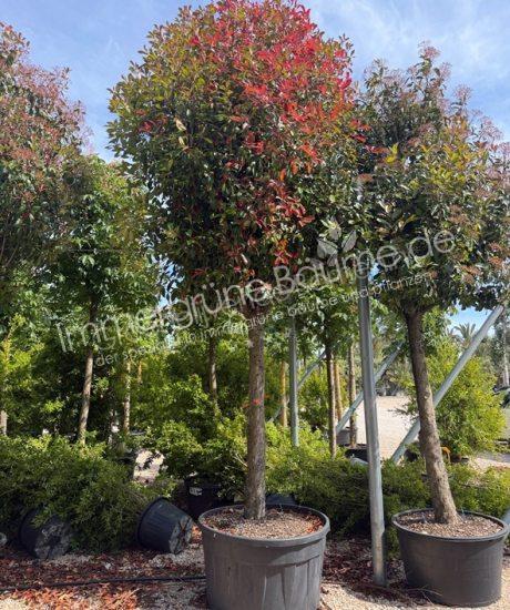 Glanzmispel Hochstamm Photinia fraseri 'Red Robin'