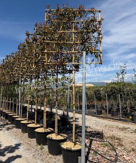 Glanzmispel Spalierbaum Photinia fraseri 'Red Robin'