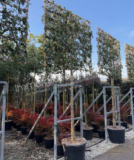 Glanzmispel Spalierbaum Photinia fraseri 'Red Robin'