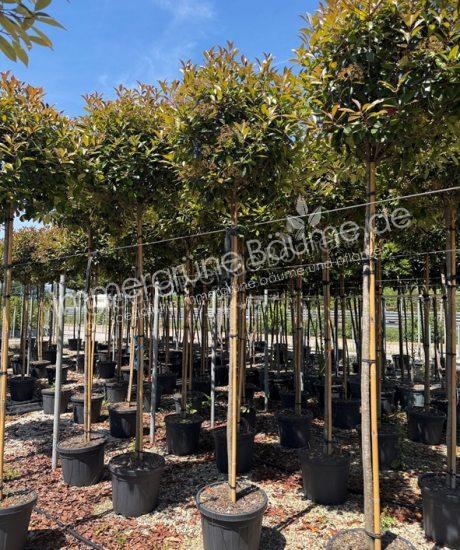 Photinia fraseri 'Red Robin' Hochstamm kaufen Glanzmispel