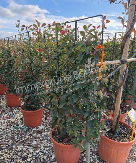 Glanzmispel Bodenspalier Photinia fraseri 'Red Robin'