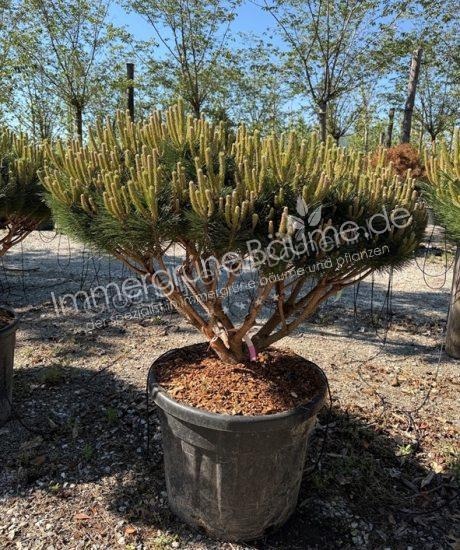Pinus brepo 'Pierrick Bregeon' Merhstamm kaufen Kubel Schwartzkiefer