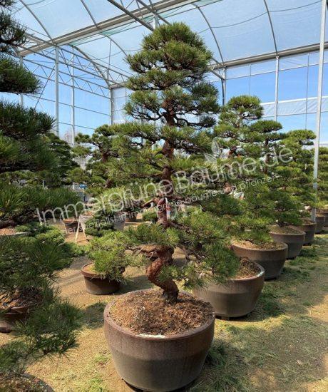 Pinus densiflora Bonsai kaufen