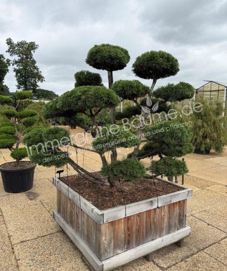 Pinus mugo 'Gnom' Bonsai kaufen