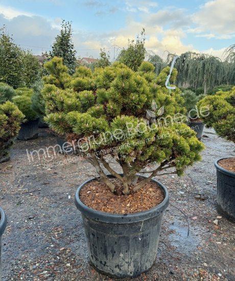 Pinus mugo 'Peterlee' Mehrstamm